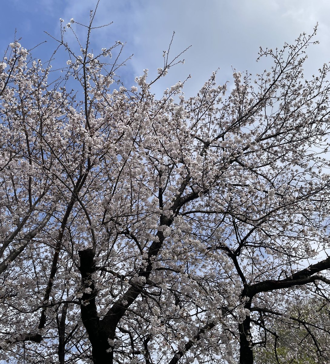 金馬貴之 tweet media