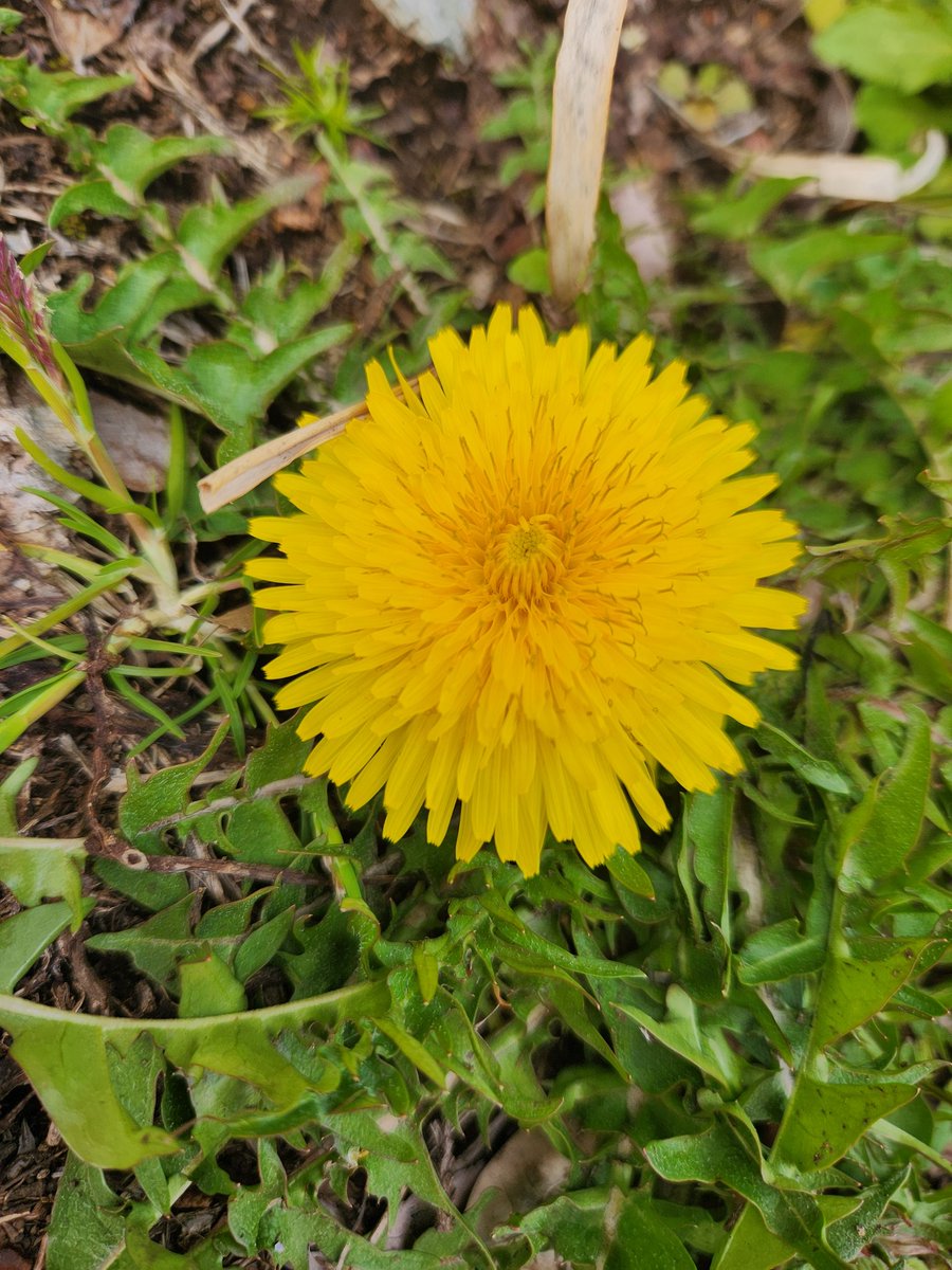 丹下琴絵💩 tweet media