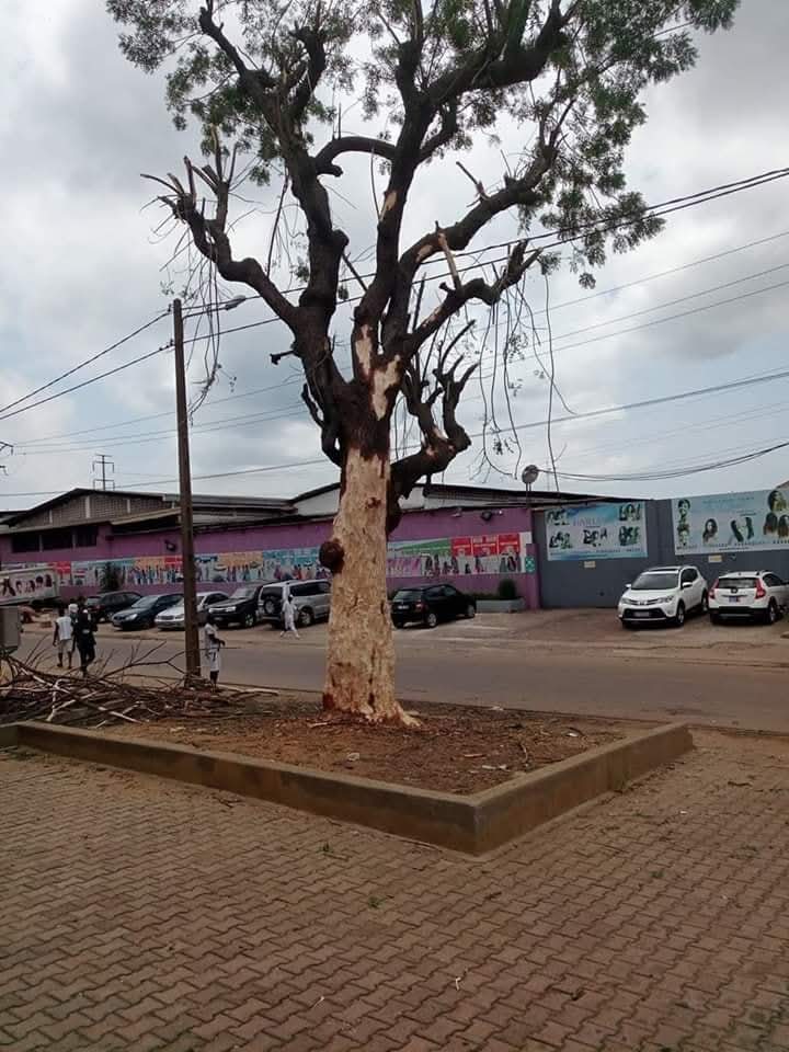 Badciss's tweet image. Il y 6 ans #coronavirus 
L'arbre  totalement déshabillé .