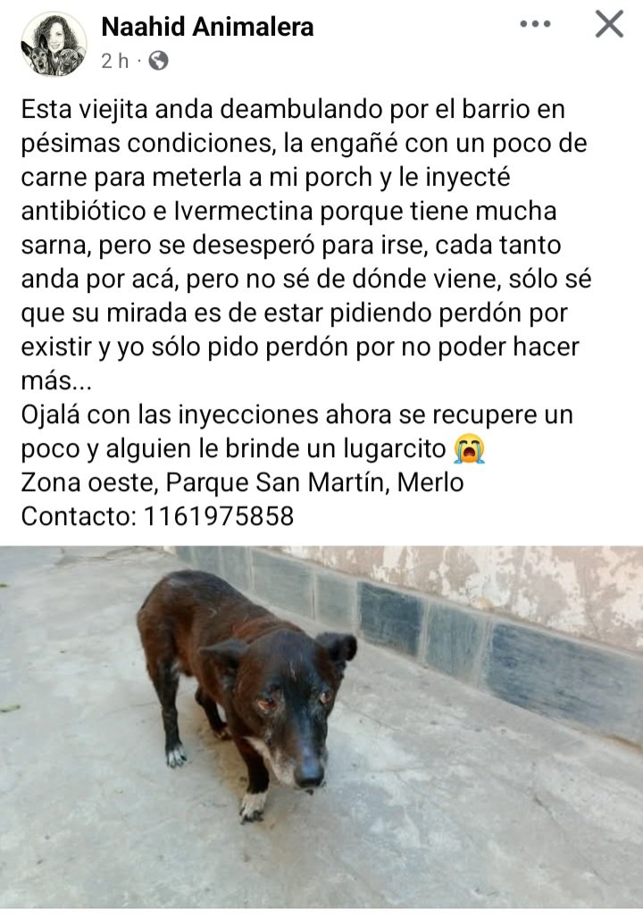 Perros de Merlo tweet media