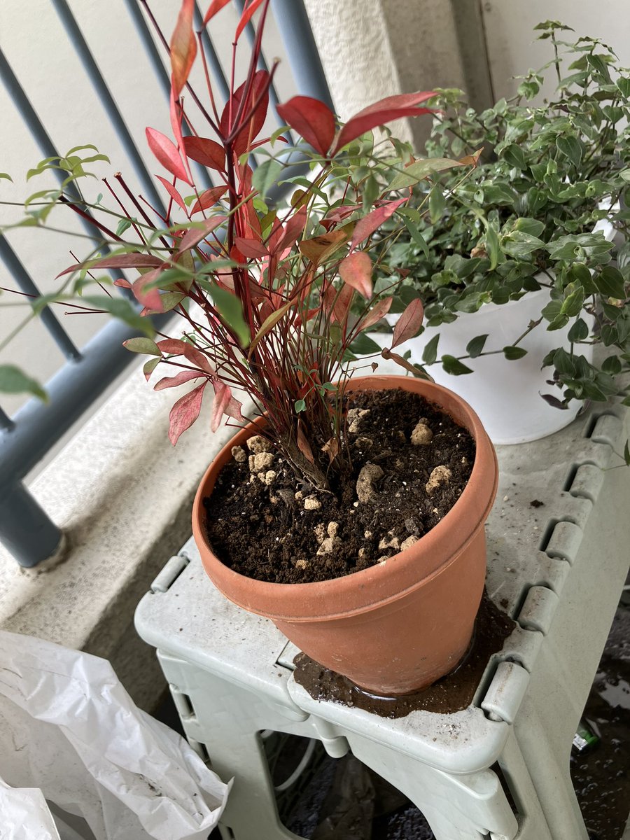 オババ@BBBox・コミケ12/30【東シ‐56b】 tweet media