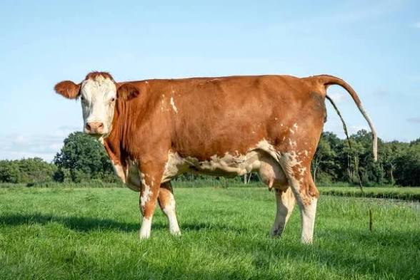 craig fortin tweet media