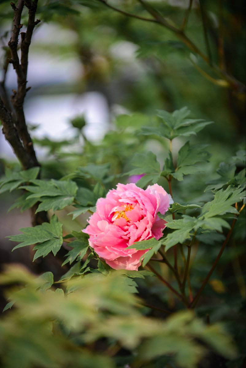 inLuoyang tweet media