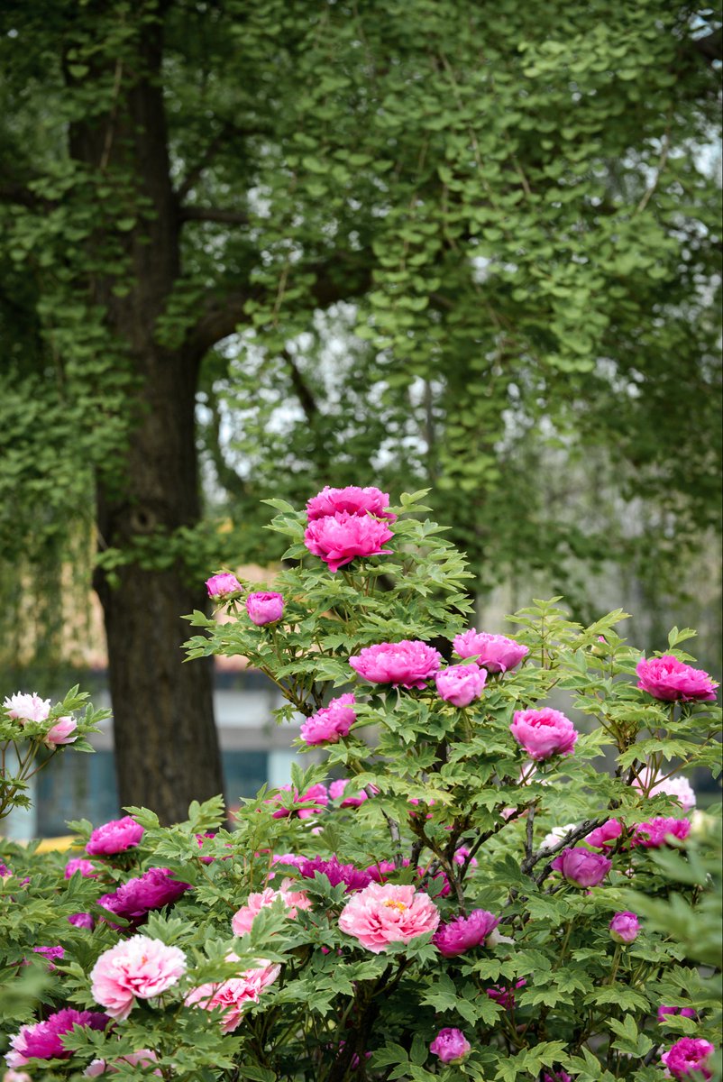 inLuoyang tweet media