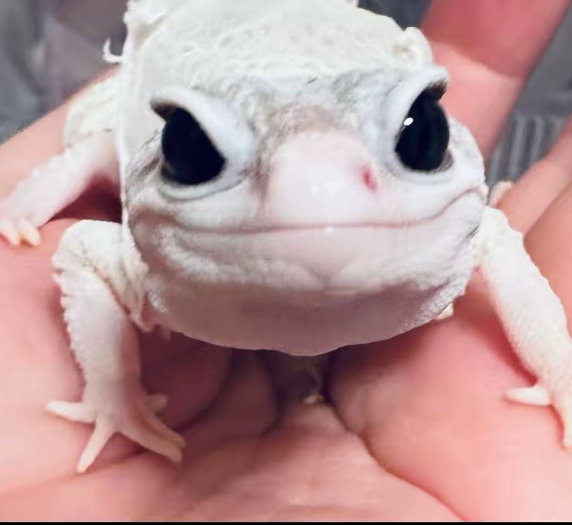 🩷𝐏𝐫𝐢𝐧𝐜𝐞𝐬𝐬((о´∀`о)ノ🩷 tweet media