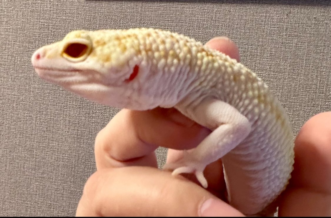 🩷𝐏𝐫𝐢𝐧𝐜𝐞𝐬𝐬((о´∀`о)ノ🩷 tweet media