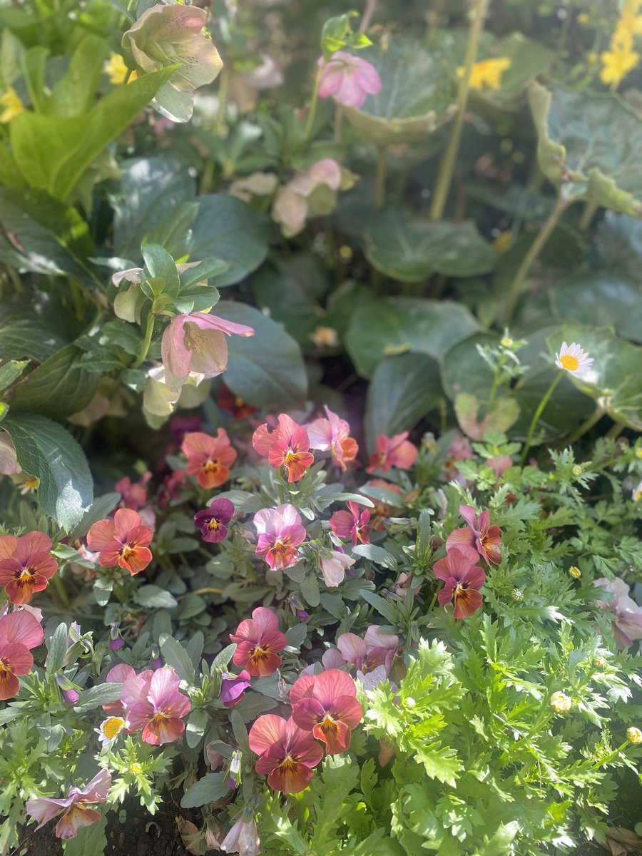 ayumu aizawa tweet media