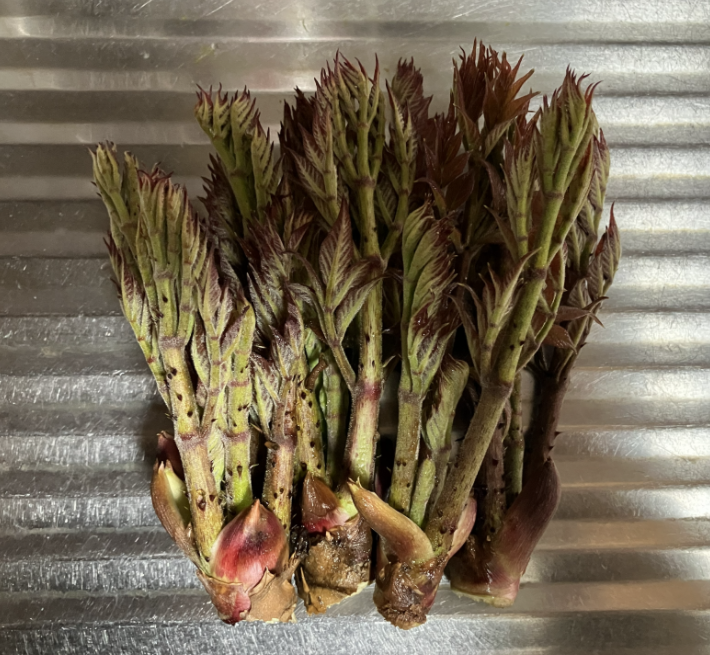 むーちゃん tweet media