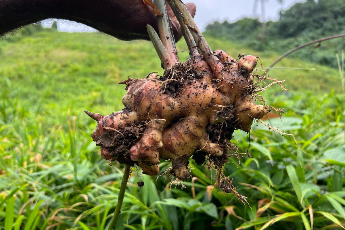 #PHAMAPlus supported research by <a href="/FNUFiji/">Fiji National University</a> showing how ginger waste can be used as a natural solution to control aphids, a major pest affecting vegetables, root crops and kava in Fiji.

Read more about the research here: phamaplus.com.au/wp-content/upl…

#PHAMAPlus #KaimingAgroLtd