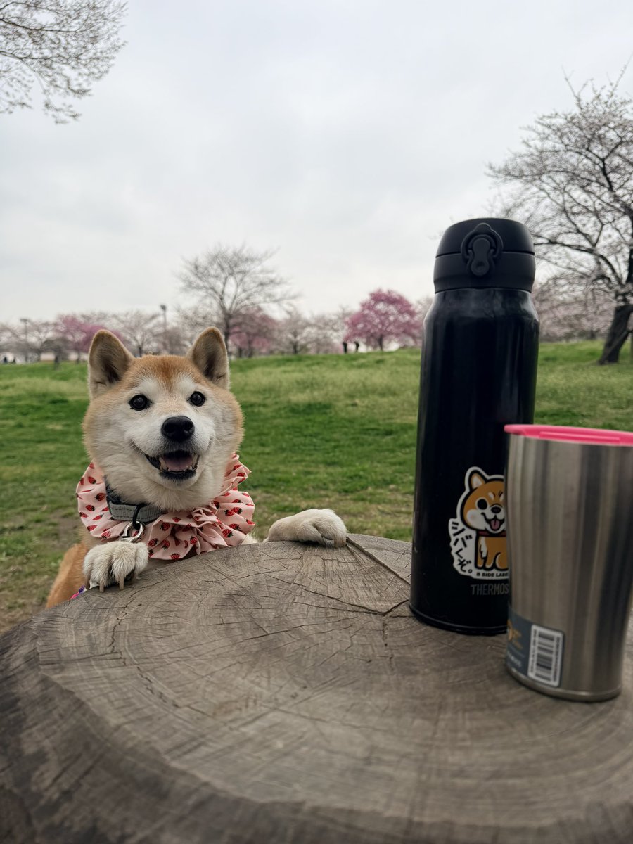 柴犬ハナ tweet media