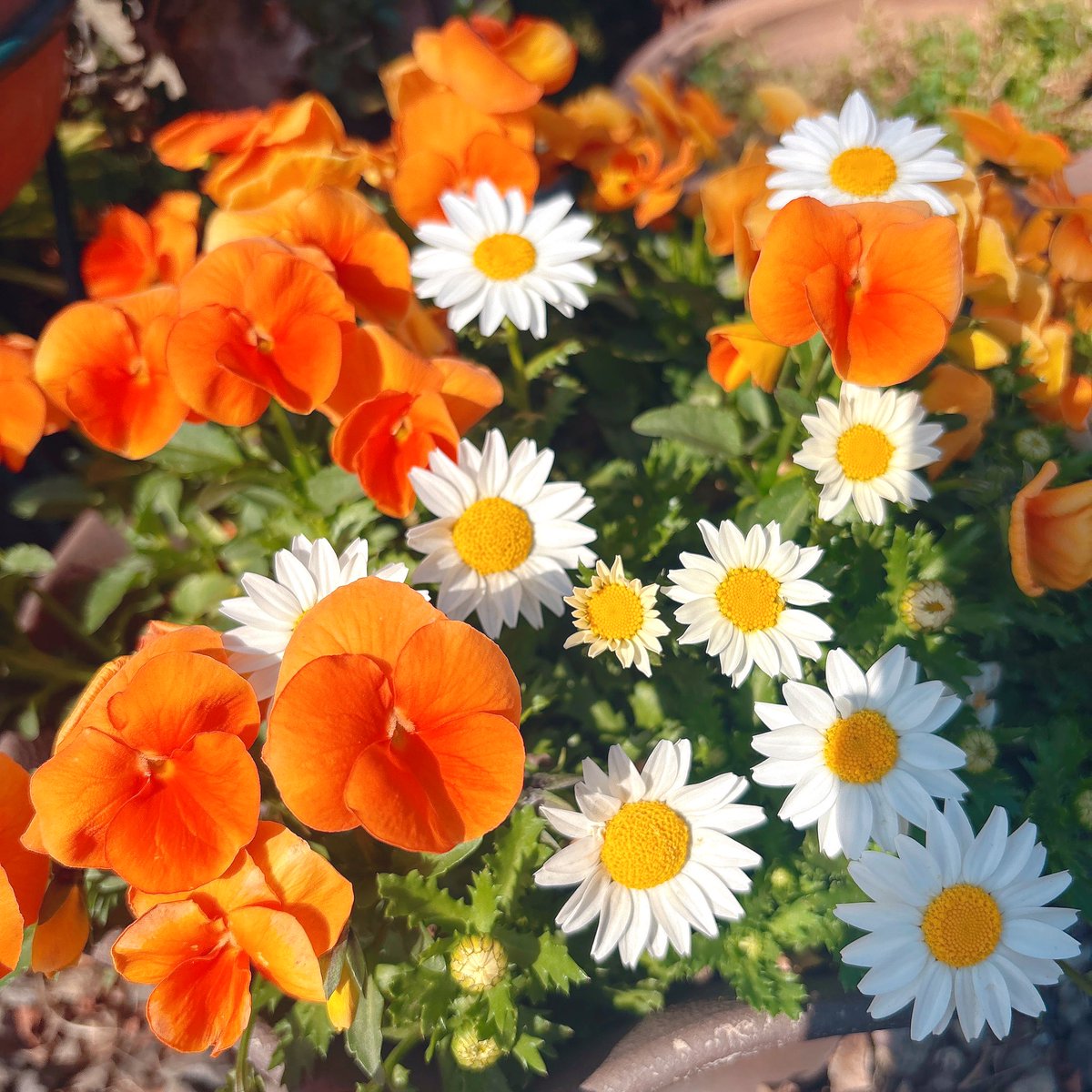 おはよう

とても久しぶりのポスト( 'ཫ'  )
生きてます🌱

あのね…体調がね…
良くならないんだよ!!!😇ﾅｾﾞ??!
少し低浮上が続くと思うけど、推し活も同じ垢なのでXは見てます👀!!

ただ活動は、しばらくセーブかな😢
待っててくれてる人いたら申し訳ない…
体調いい時にゆる雑くらいはしたい💬