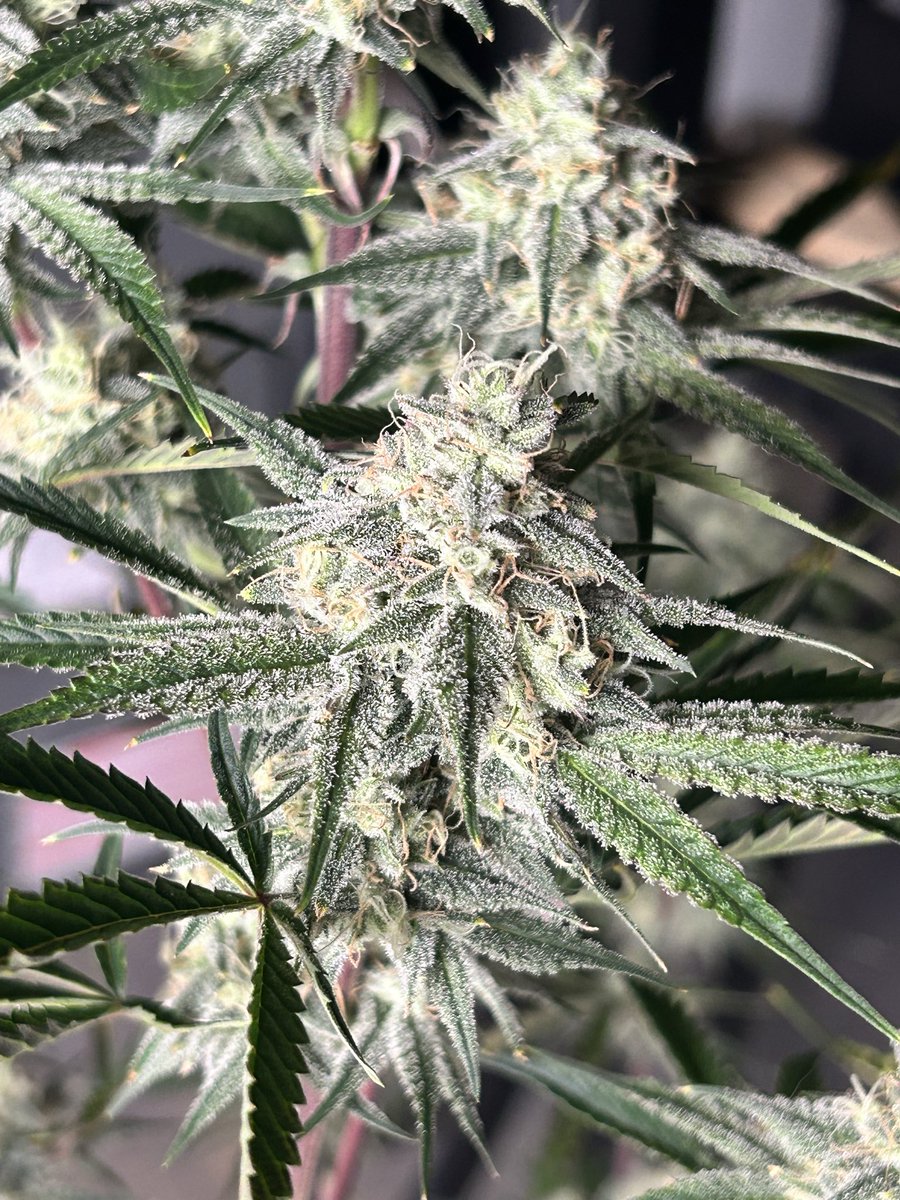 Cabin Early tweet media