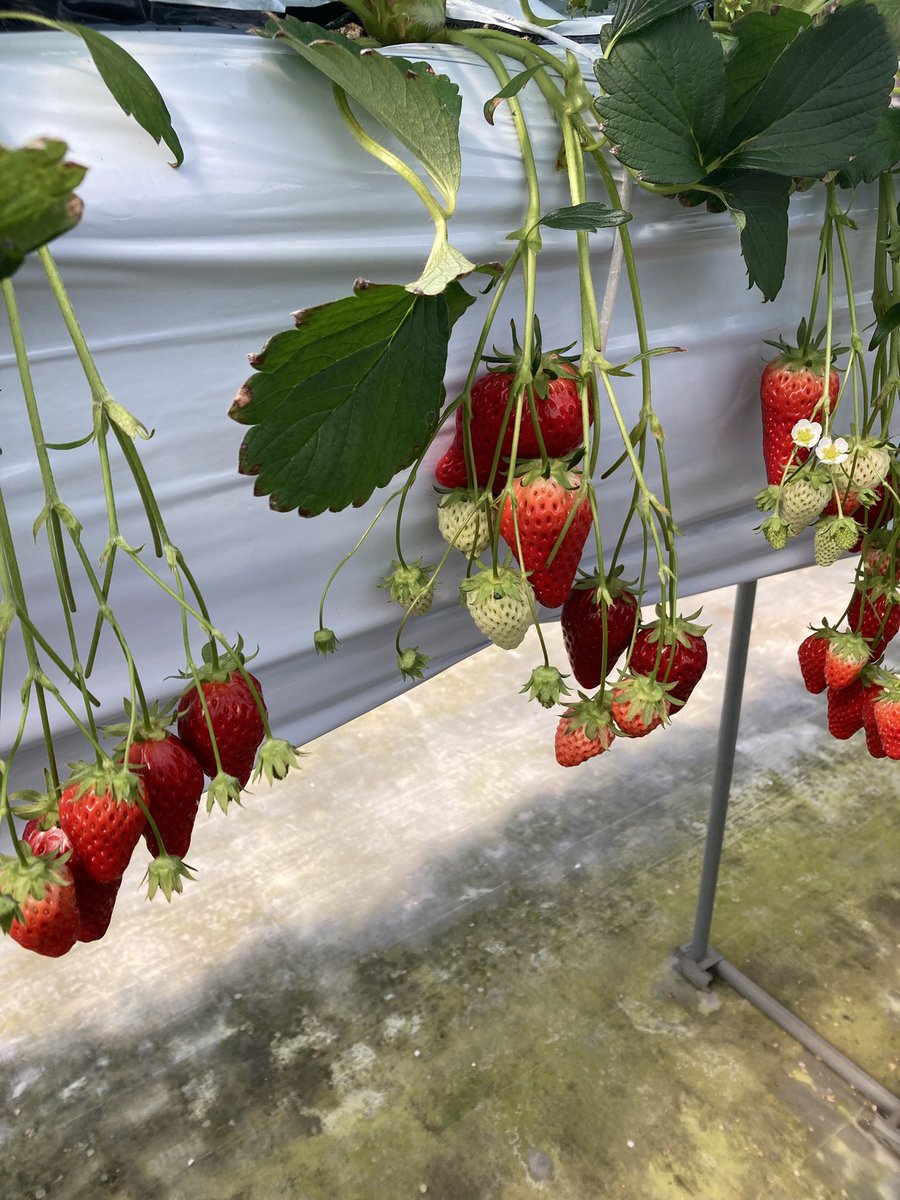 弱酸性 tweet media