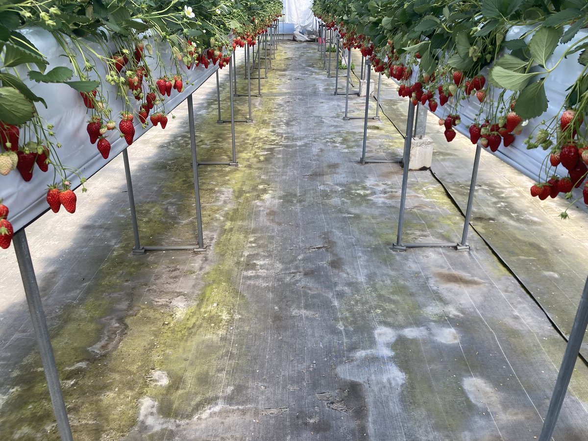 弱酸性 tweet media