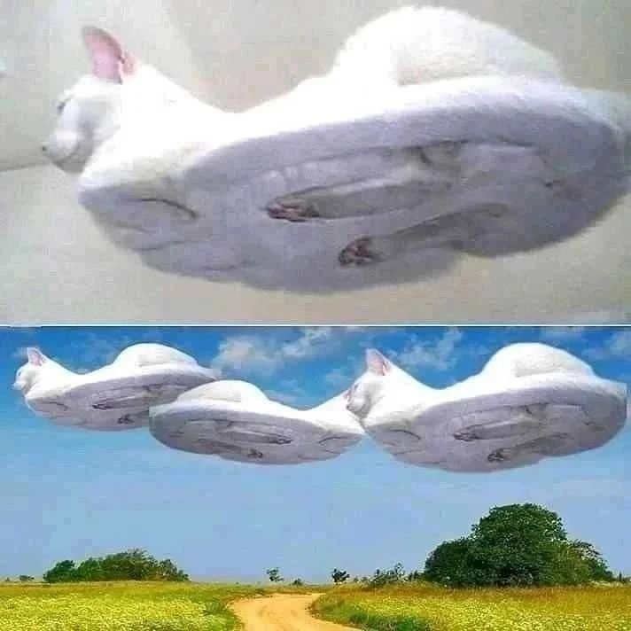 Punch Cat tweet media