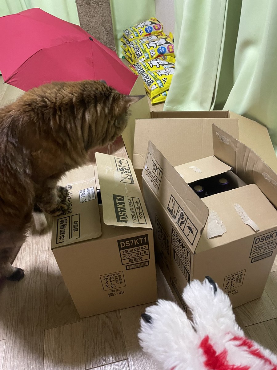 ジュージュー JuuJuu🍗 Vtuber ケモV tweet media