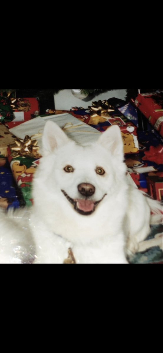 Warrior Beagle🇺🇸 tweet media