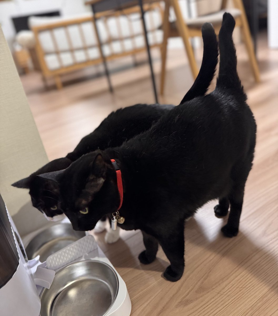 hachi_quu tweet media