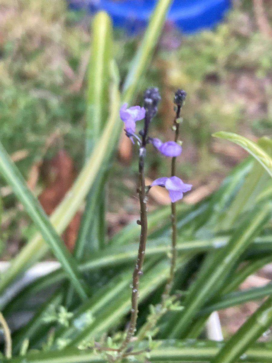 まるまる@お疲れちゃん tweet media