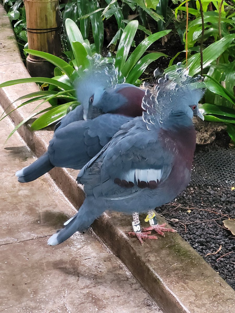 crdnl jack 🍳 tweet media