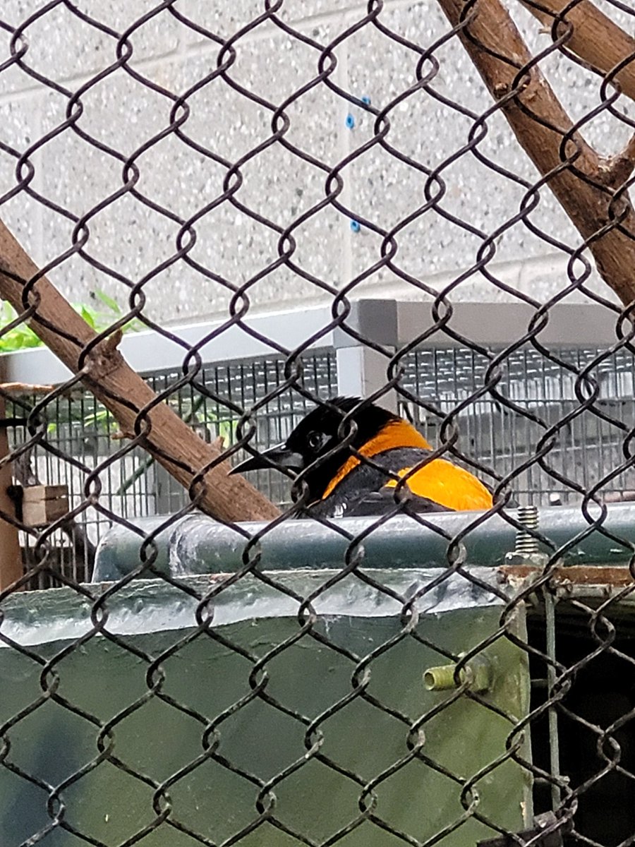 crdnl jack 🍳 tweet media