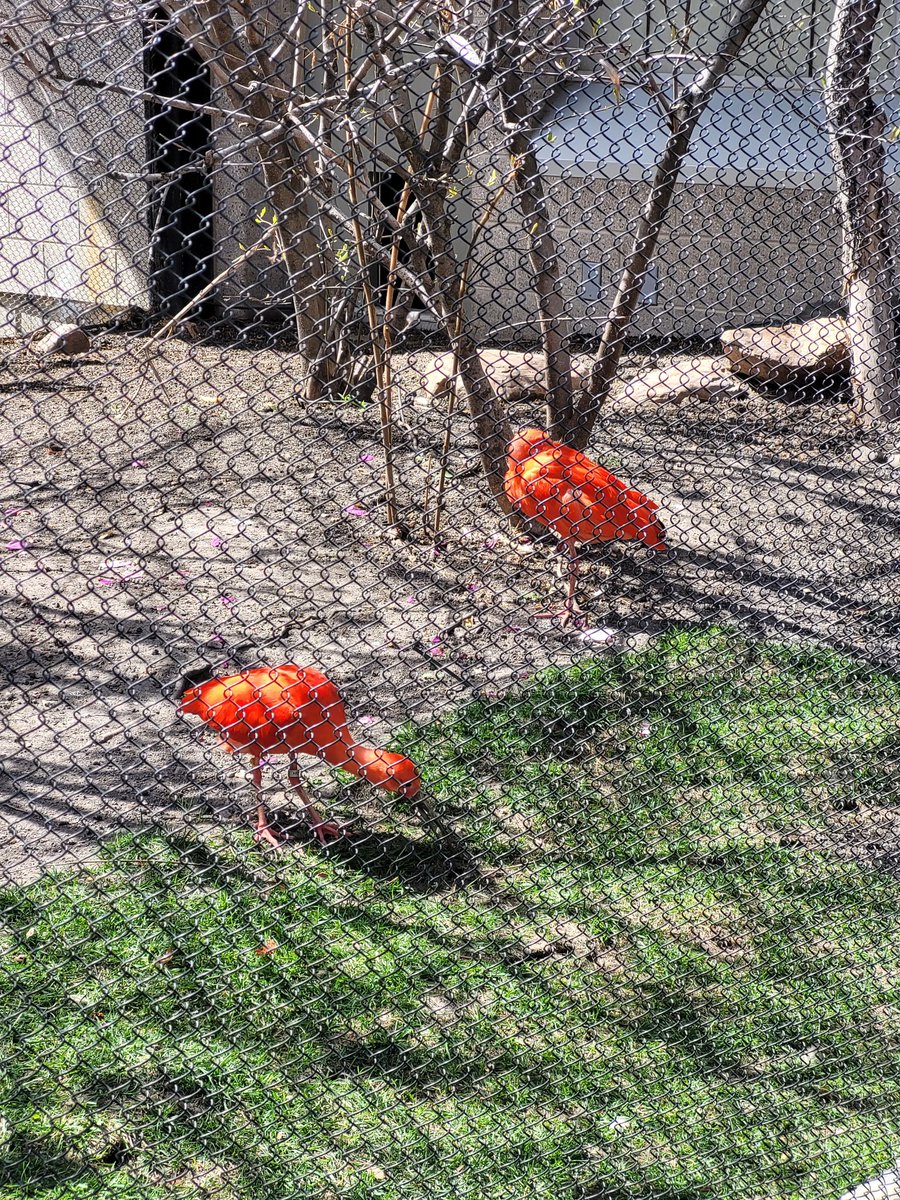 crdnl jack 🍳 tweet media