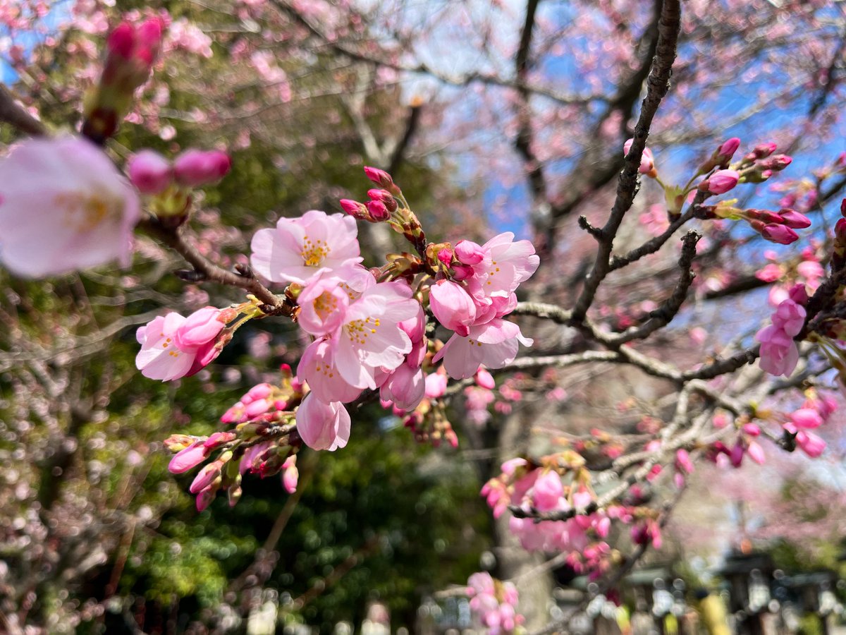 Imamiya_sakura's tweet photo. いよいよ明日からサクラノマルシェ開催です🌸
期間は3/28〜4/12の2週間です。
境内の桜も少しずつ開花してきました！
ぜひ桜の限定御朱印などと併せてお楽しみください☺️
 #今宮神社  #さくら市今宮神社  #栃木県  #桜  #桜御朱印  #サクラノマルシェ  #キッチンカー  #ハンドメイド https://t.co/6iFhGML4mC