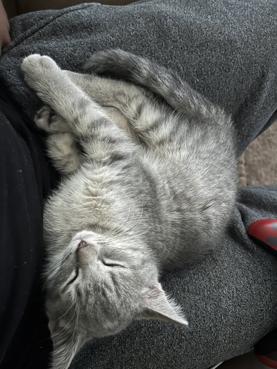 Sincerely Haleem, 🦉👣 tweet media