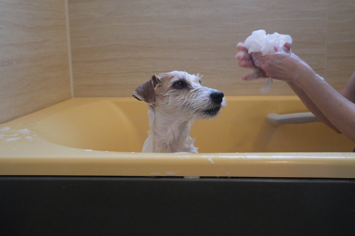 おちゃ tweet media