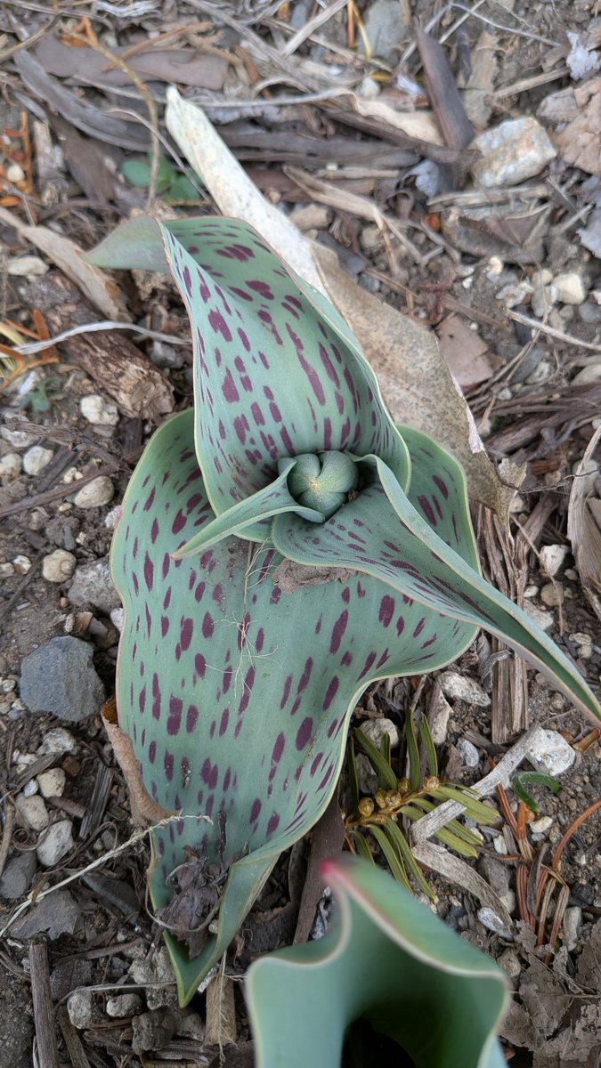 lovesemps tweet media