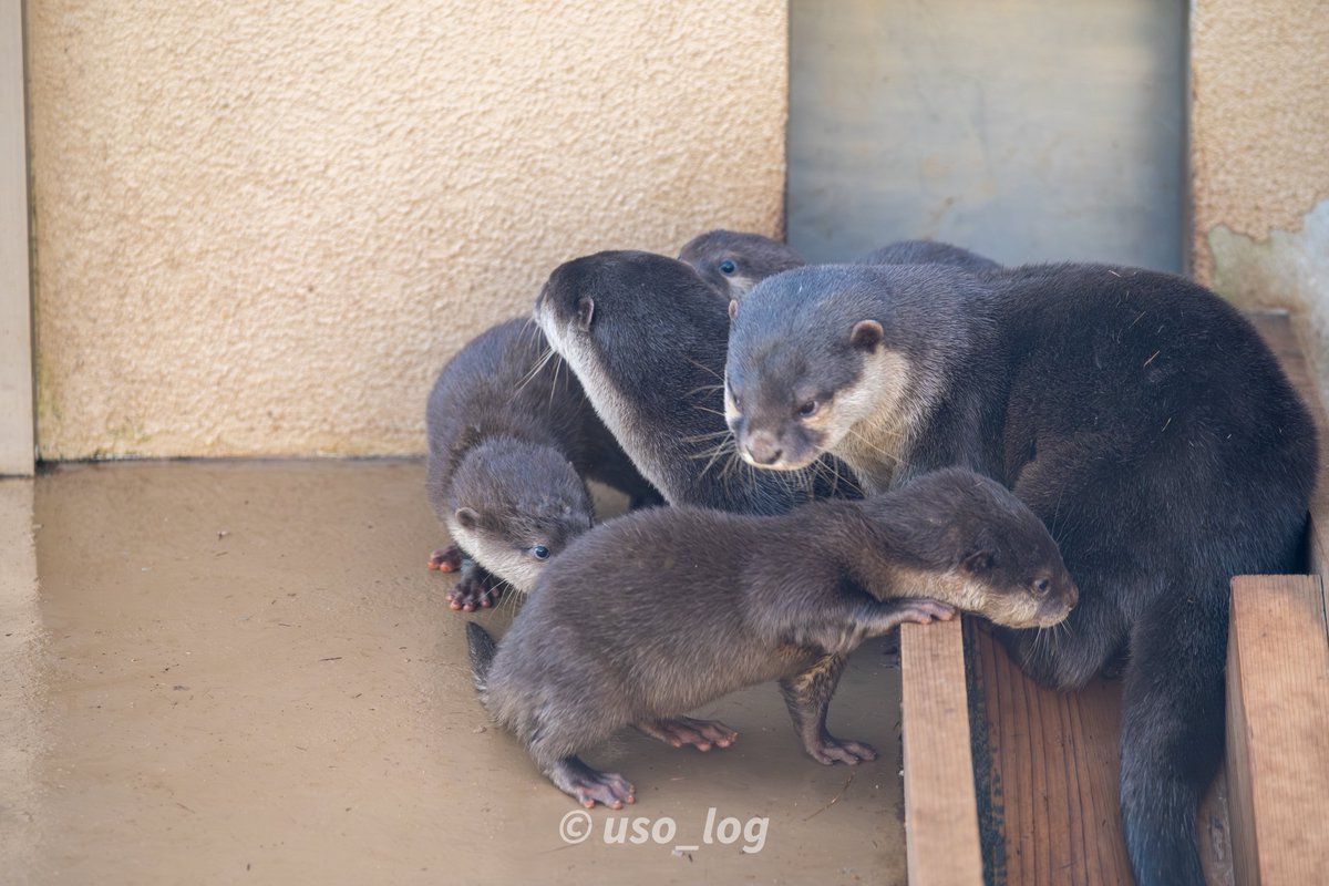 うそログ tweet media