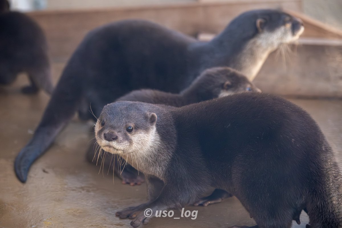 うそログ tweet media