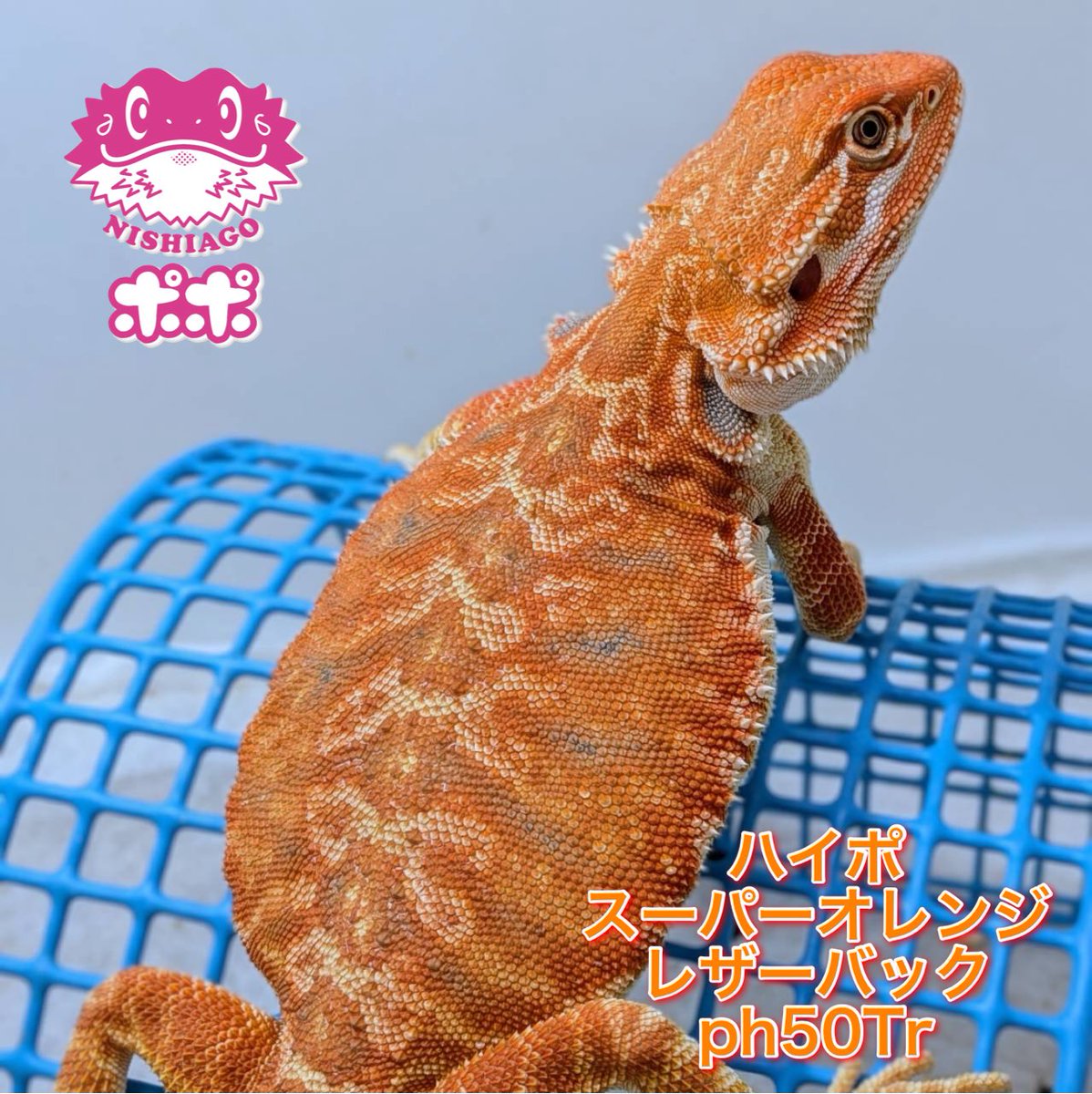 ポポのケージ (@poponocage) / Posts / X
