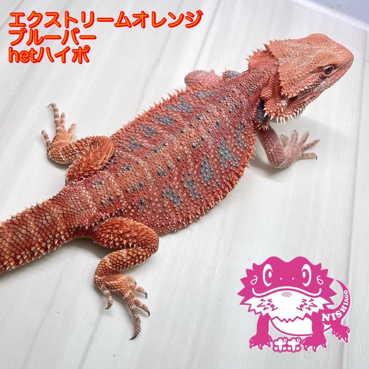 ポポのケージ (@poponocage) / Posts / X