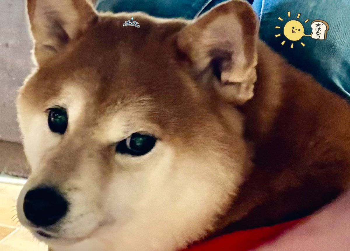 たちか屋 tweet media