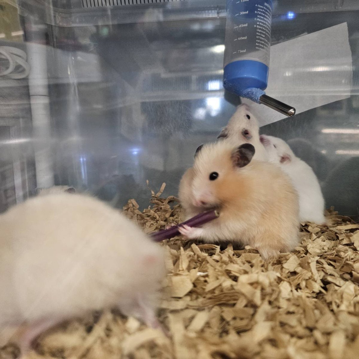 🐹ふるくる-Frucle-🐹 tweet media