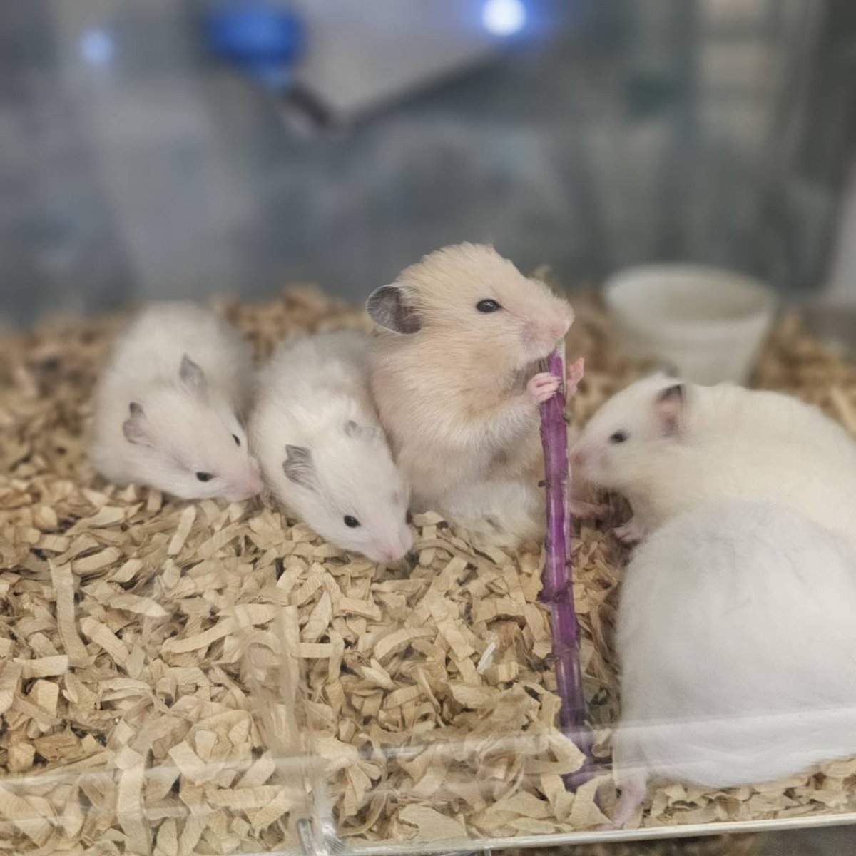 🐹ふるくる-Frucle-🐹 tweet media