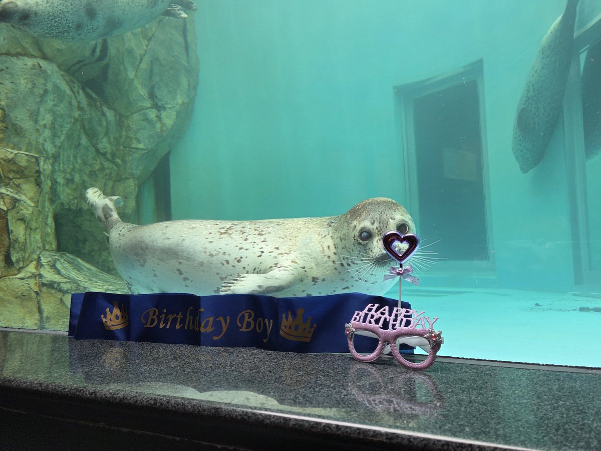 ピアニカ tweet media