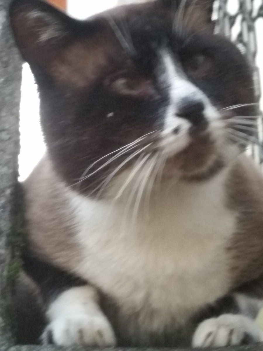 Jamile Chahine tweet media