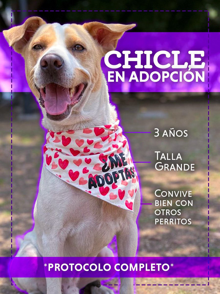 𝙷𝚎𝚕𝚊 𝙼𝚘𝚛𝚎 🐶 tweet media