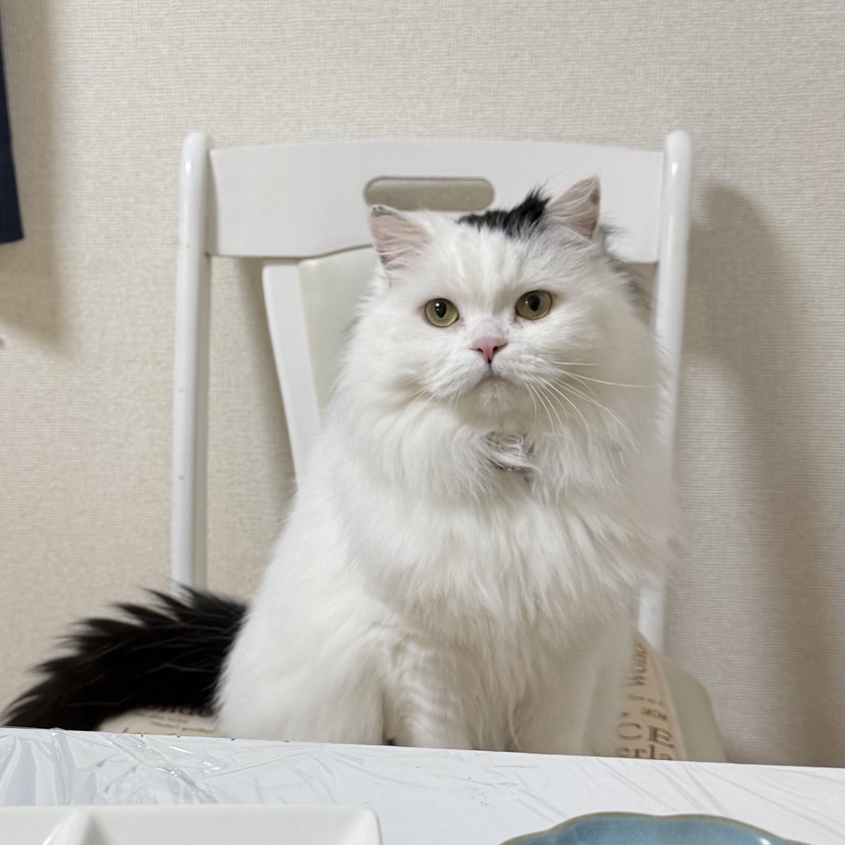 SEL|mちゃん🐱🎀 tweet media