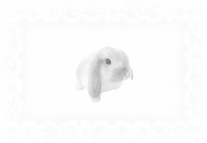 HadidSCRP tweet picture