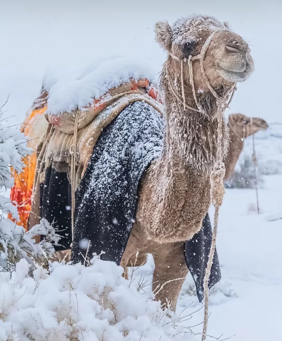 حمود الصاهود tweet media