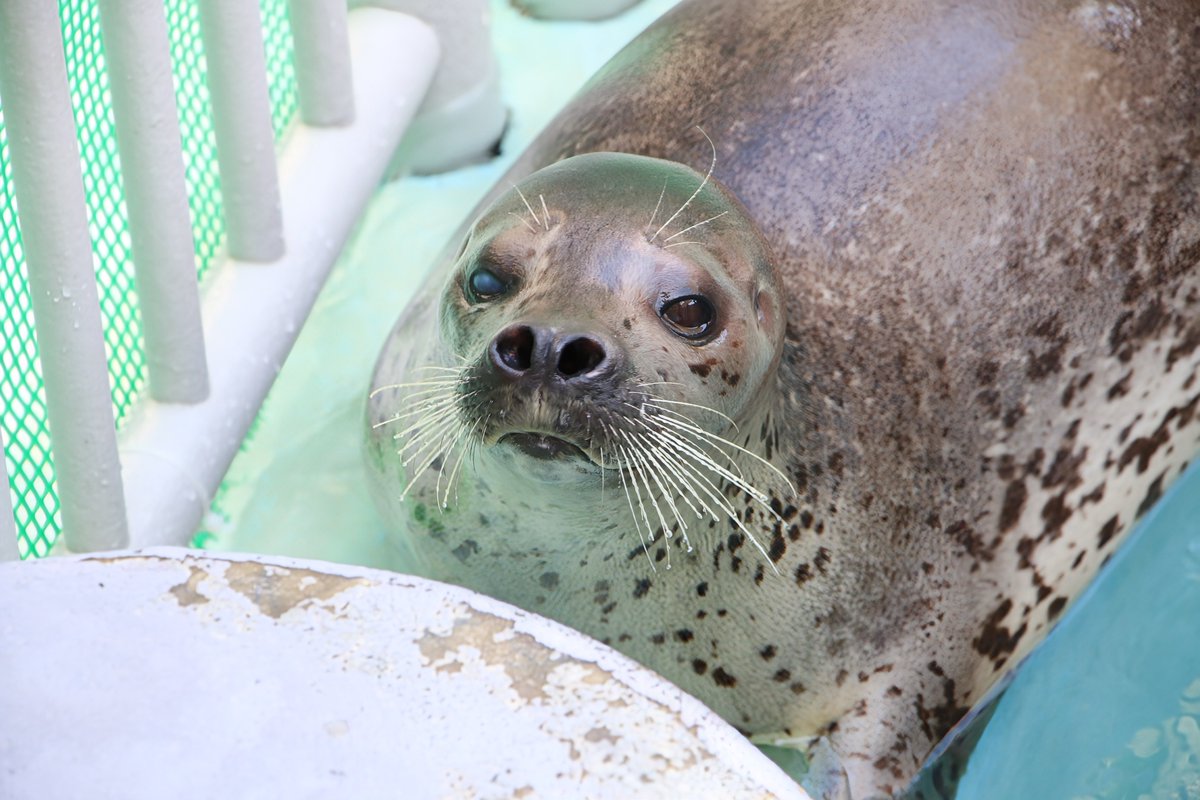 りっきー⋆🦭 tweet media