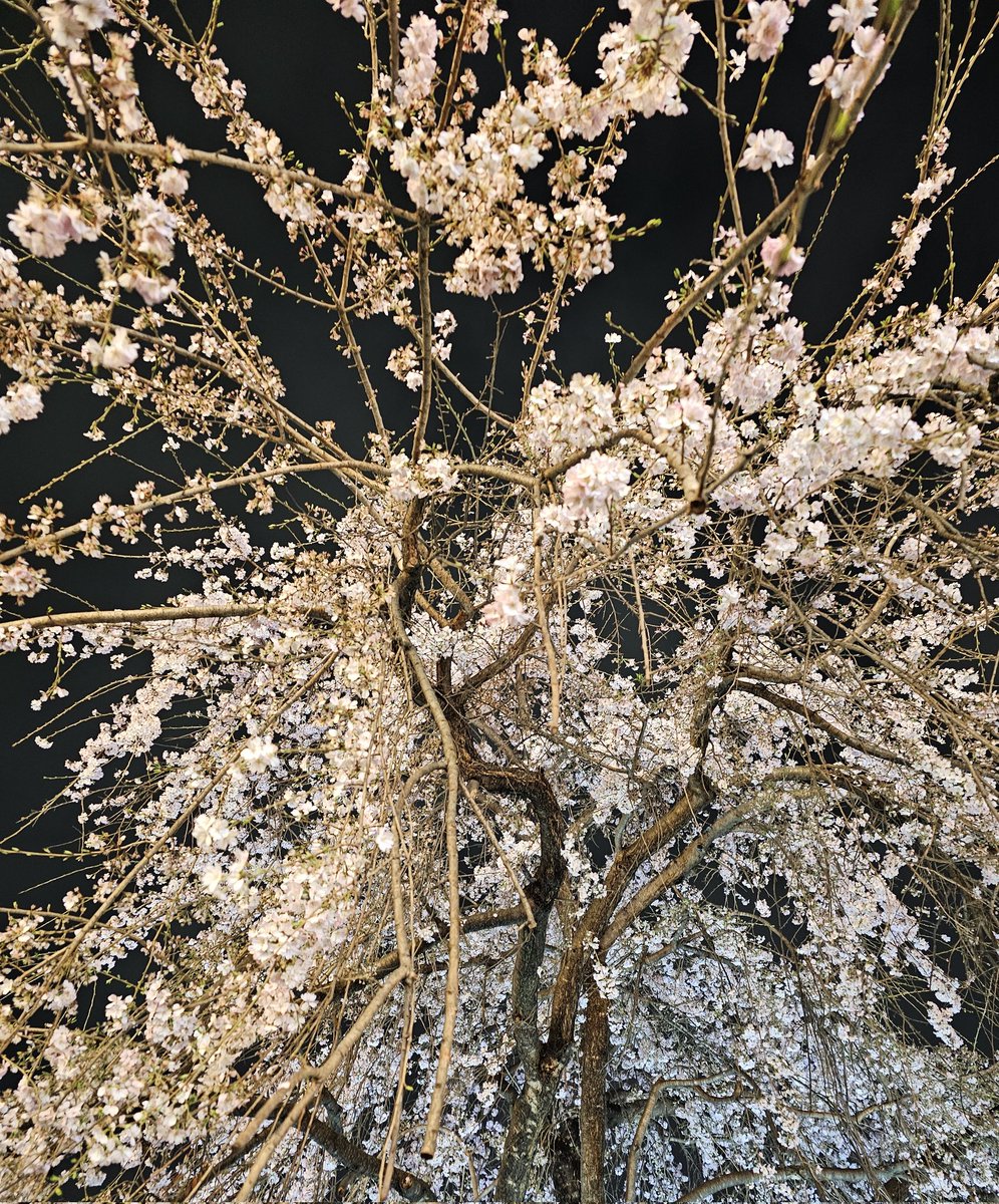 変化師 オリ tweet media