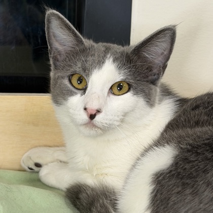 San Francisco SPCA tweet media