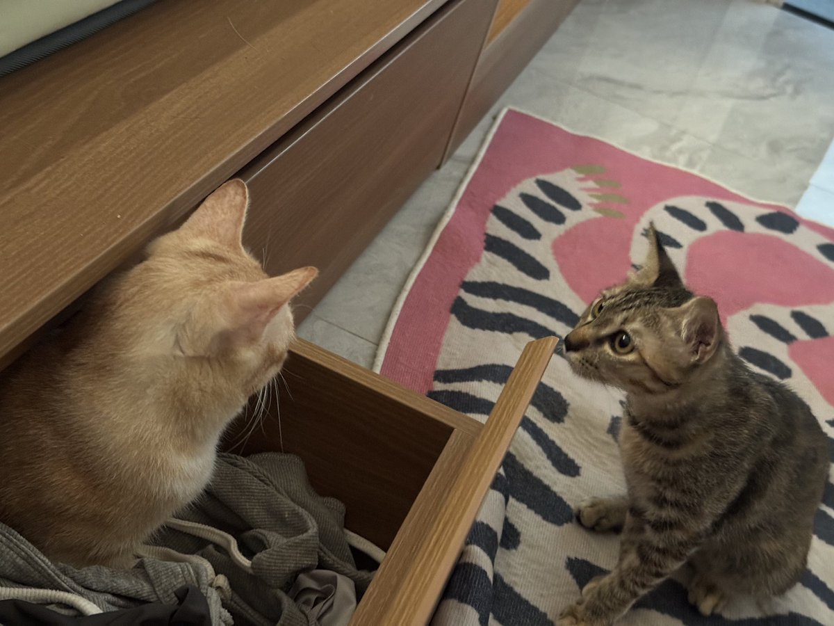 морда сальная tweet media