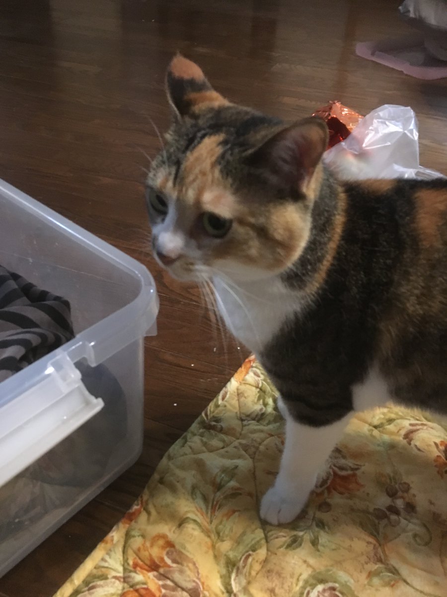 DJ全力（平和が大好きな小説家・伊集院アケミ） tweet media