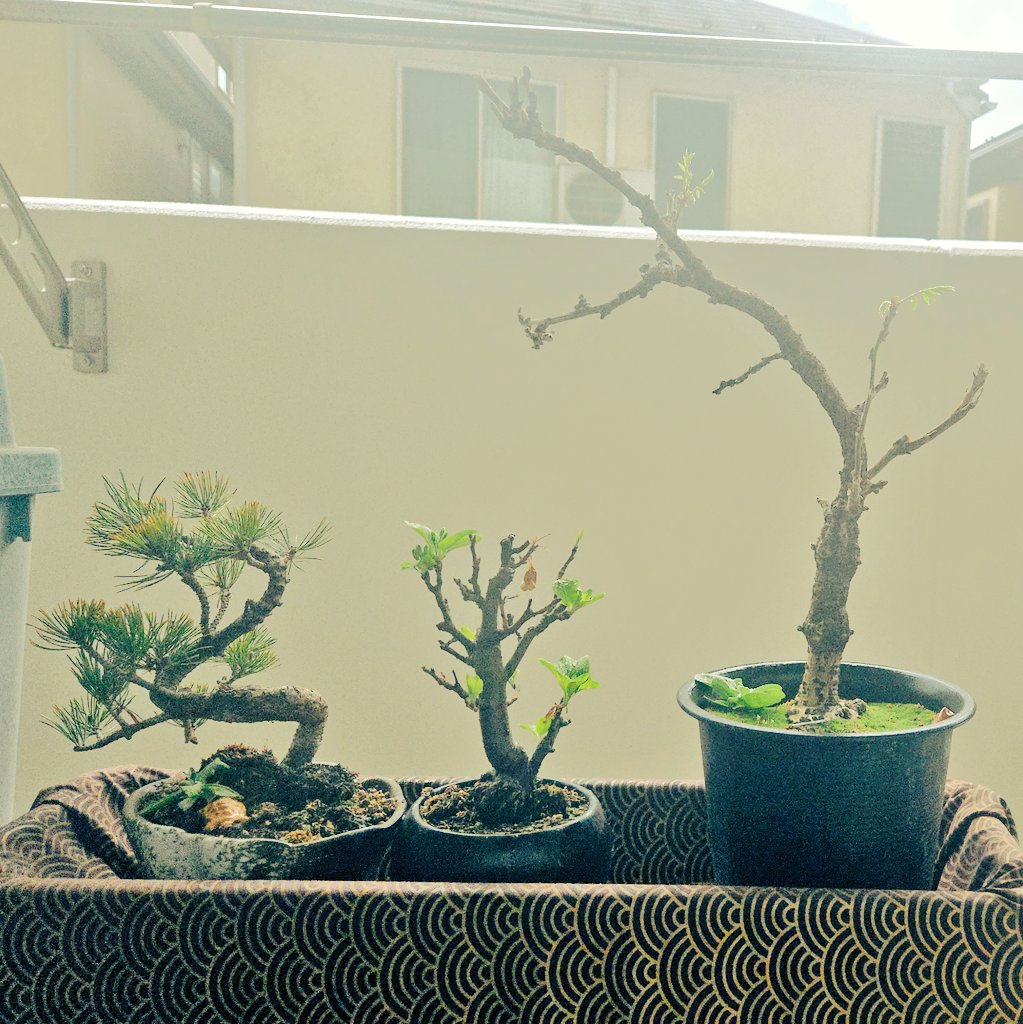 ジョン tweet media