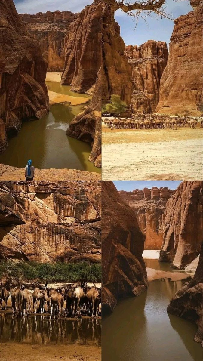 Maréchal gargass tweet media